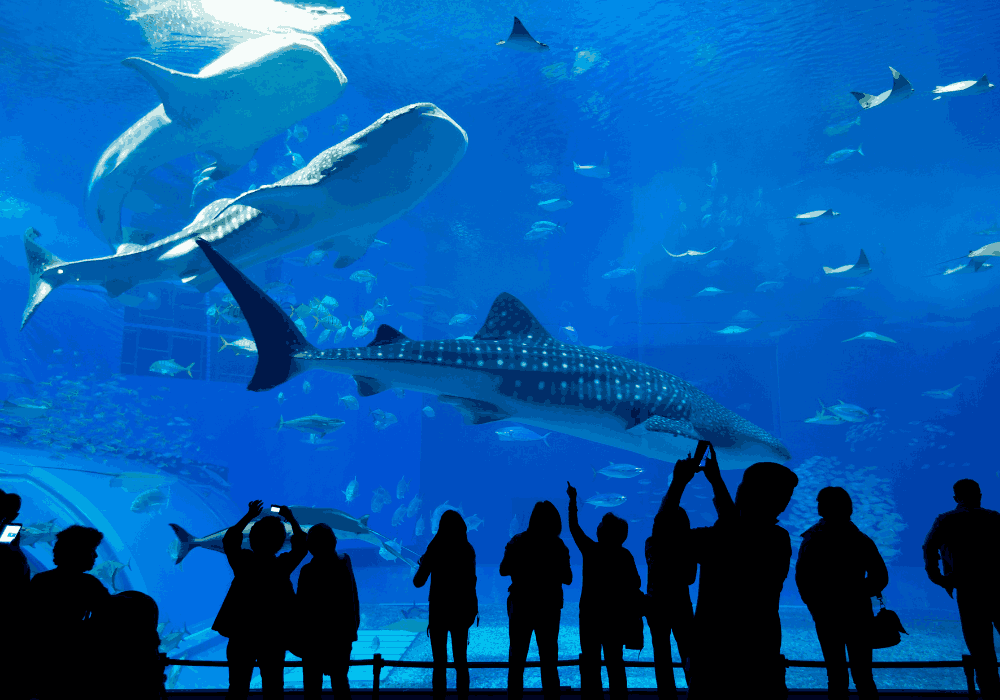 Dubai Aquarium walking tour through underwater attractions in United Arab Emirates