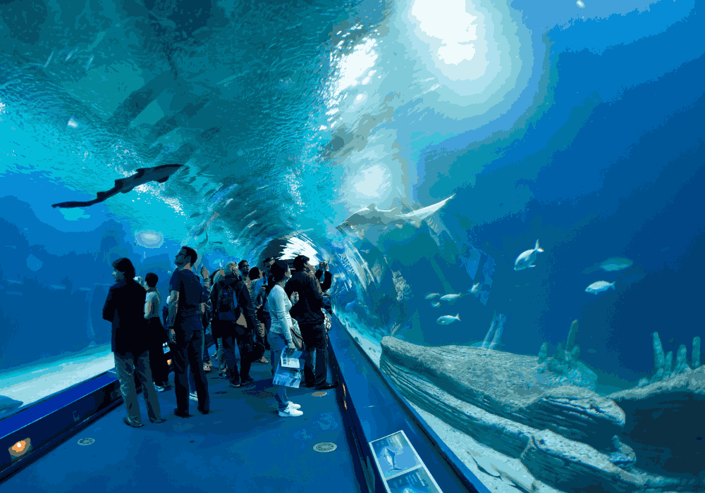 SeaWorld Abu Dhabi walking tour through marine attractions in United Arab Emirates